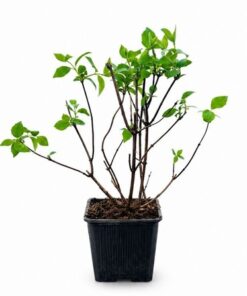 45c46e70e6ee65521957f42f188860f5