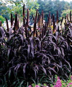 54a77d735674f75867df6e93845a3642