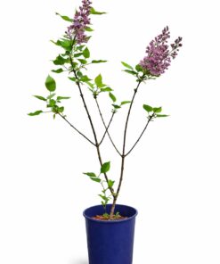 8c0d2f713729de75933291ac693dd8e0