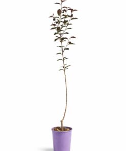 491b3b249d2ae28184e4e913d70c56c2