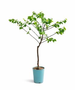 ab8e3e82998891e30ef7ef075788a2e0