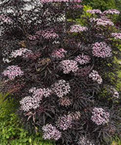 c8943a894c05ccb7c0224204c23ad45f