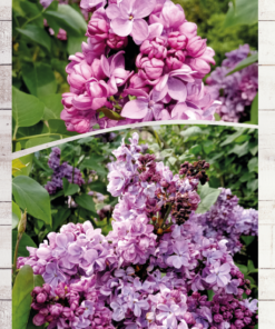 0fb5eb53a098fe19e45aaf437bc6457a