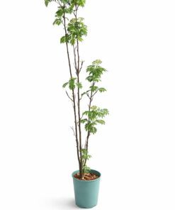 731dd112547477083ab9130d116d5965