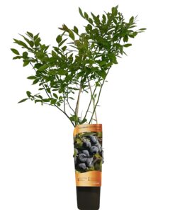 2faeaedf9af3cf49d9129ce7b6349b7f