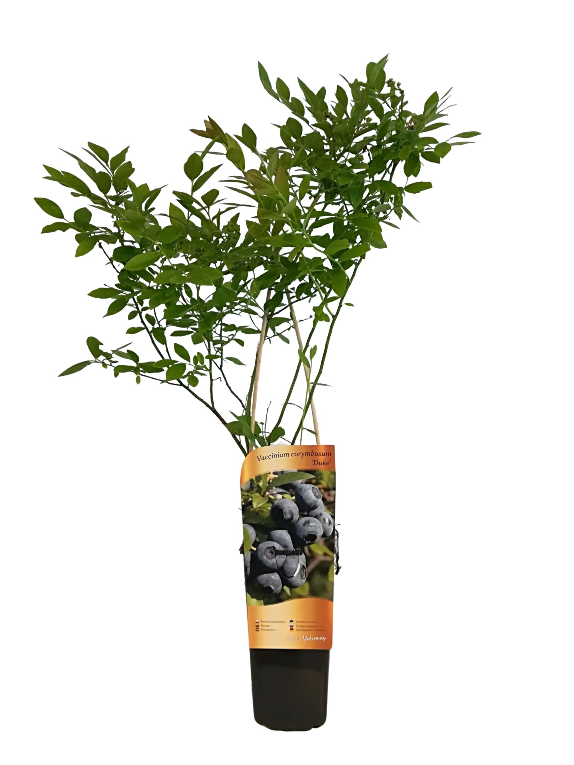 2faeaedf9af3cf49d9129ce7b6349b7f