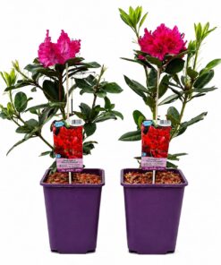 5237abdc2868c0536ababef40560b589