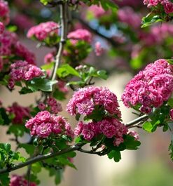 b08c0e50fdf18125704af634b6180901