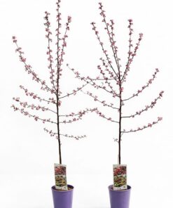 2776b911cd41183c4f7c4b86d1431738