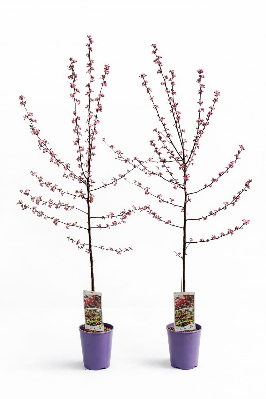 2776b911cd41183c4f7c4b86d1431738