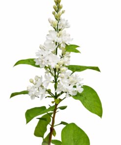 03a312d48af03ab8c48664675f7aef0a