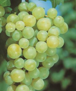 1646e2d4cb2b30634aca217b5e34aa86