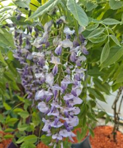 e0c05f49c02e730d357c617ec7bfab55