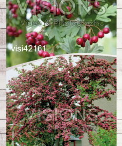 287b0b305b440e550e4700a8d942451a