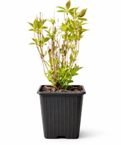 de0d948a482218e43b5650908dddbfea