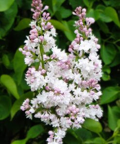 cf4f8e80bd77d13c53ffeba9c87b7b1e