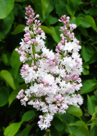 cf4f8e80bd77d13c53ffeba9c87b7b1e