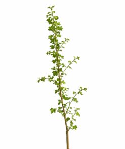 0ef85096a8e4309fa130196744d0b9aa