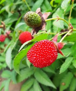 c8a1e2e0665a625edbeeca5da11ab340