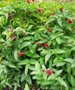 8f44ced4673099b56ce58d4ecc322279