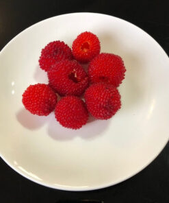 18f37d231de18a40b3ea4c8436e5d2cc