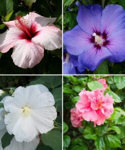 4d78a0db34cd8e34170373f4b11502f5