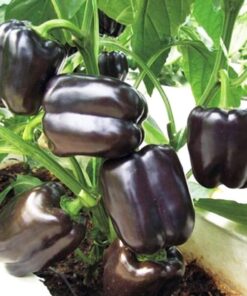 fc203aba48e9829af7c5d1d77b7de28f