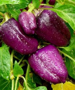 22a61292226f213572cef3902c80675d