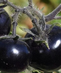 15dd4ec760ed78dce0a4a7b8d5908aa8