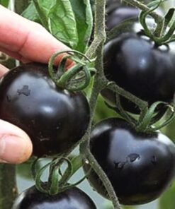 3067ed6e8cba2fe36bb7967b30258e38