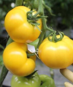 513622a571683f5de55c49902f579f09