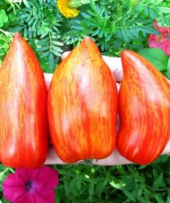 4be8d08f0d6ad4bbe19e5685958a7684