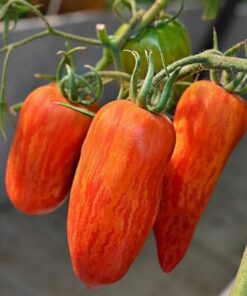 e81d529620aae2d368b6029072f4e0a2