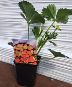 cf4367a43d1c96f050eac2225084b591