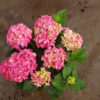 d68019cb37ab8e0e04daead649636de2
