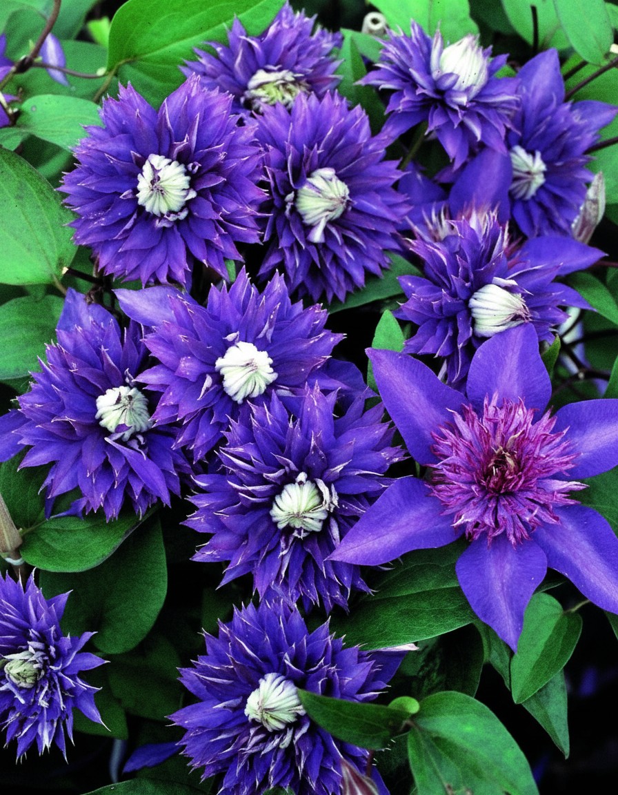bd77e0b346547c3c003fa67ae186aac4