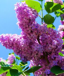 7c955b6a6b3176ab50ee2e17904ef587