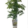 efaf279ca35f3712ef3be4a100bc59ec